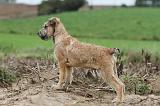 BOUVIER DES ARDENNES 161